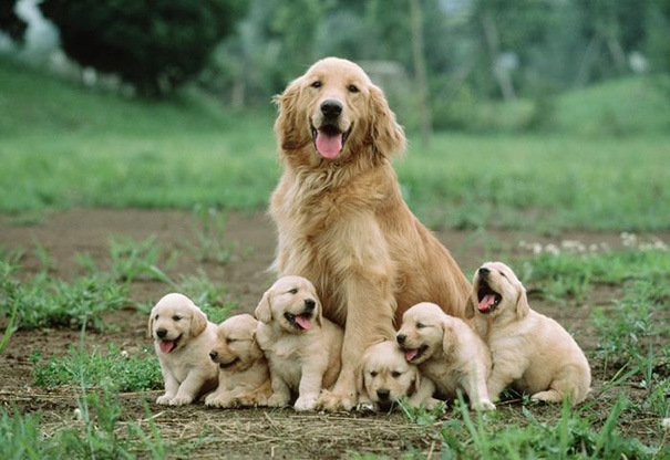 Chó mẹ và đàn con Sự âu yếm và tình yêu thương của một chú chó mẹ dành cho đàn con sẽ khiến bất kỳ ai cũng phải cảm động. Xem ảnh này để chứng kiến tình mẫu tử đầy xúc động giữa các loài vật.