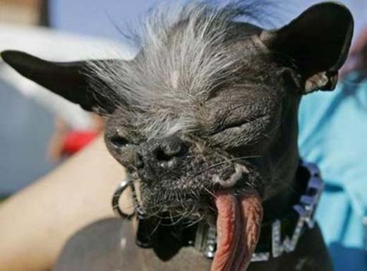 
Chú chó xấu xí nhất thế giới. (Nguồn: Internet)