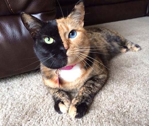 
Do đột biến gen mà chú mèo này có gương mặt 2 màu khác nhau thế này. (Nguồn: Internet)