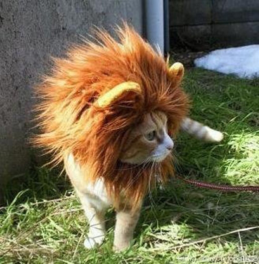 
Tôi thấy một con mèo với tham vọng trở thành sư tử. (Nguồn: Internet)