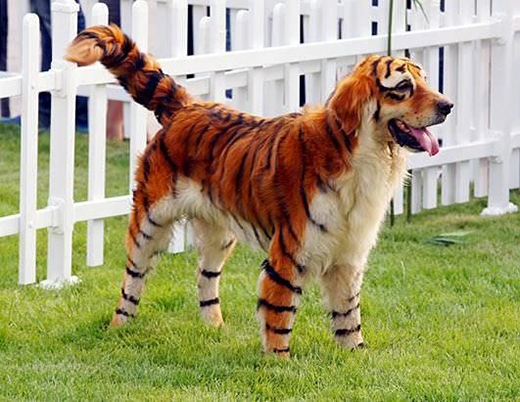 
Tôi lại thấy thêm một chú chó có ước mơ trở thành một con cọp vằn trong lễ hội Halloween. (Nguồn: Internet)