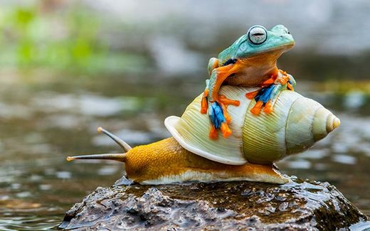 
Một con ếch “đi nhờ” trên lưng một con ốc sên ở Jakarta, Indonesia. (Ảnh: Andri Priyadi)