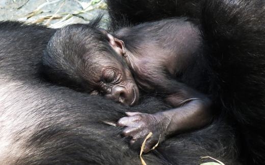 
Kamba, một con khỉ đột 11 tuổi đang âu yếm đứa con có tên Zachary tại vườn thú Brookfield ở Illinois. (Ảnh: EPA/Tannen Maury)