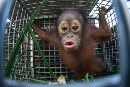 
Khoảnh khắc chú khỉ con 18 tháng tuổi được thả về rừng nhiệt đới Borneo. (Ảnh: Barcroft Media)