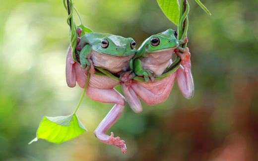 
Hai chú ếch dễ thương trên một cây nho ở Jakarta, Indonesia. (Ảnh: Kurit Afsheen)