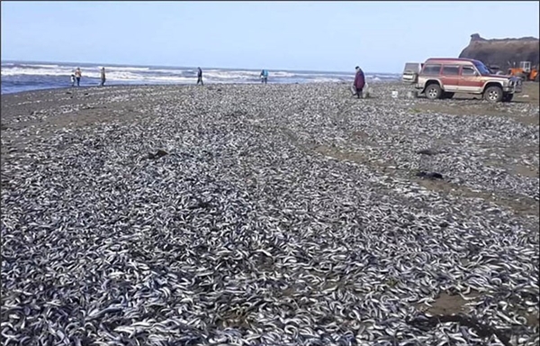 
Hơn 10.000 con cá mòi chết dạt vào trắng bờ sau 1 đêm khiến người dân quanh khu vực bờ biển Sakhalin kinh ngạc.