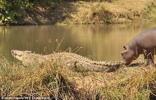 
Mới đây, nhiếp ảnh gia động vật Karen Paolillo đã tình cờ ghi lại cảnh tượng hiếm thấy, đó là hà mã đang trêu đùa con cá sấu khá lớn tại vườn quốc gia Turgwe Hippo Trust ở Zimbabwe. (Ảnh: Karen Paolillo)