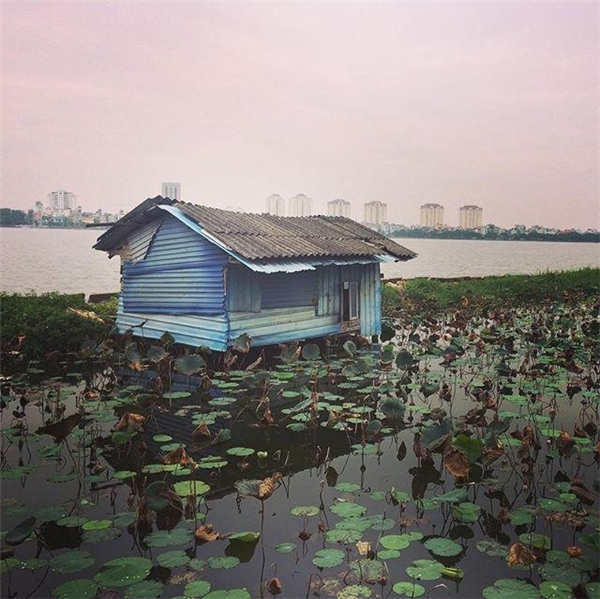 
Đầm sen Hồ Tây những ngày giao mùa. (Ảnh: Instagram)