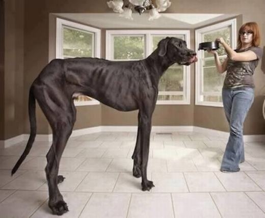 
Zeus được xem là chú chó còn sống cao nhất thế giới với 1,118m và nặng hơn 70kg, tương đương thân hình của một con lừa. Được biết, chú chó chân dài này thuộc giống Great Dane khổng lồ. Mỗi ngày, Zeus ăn 14kg thức ăn. (Ảnh: Internet)