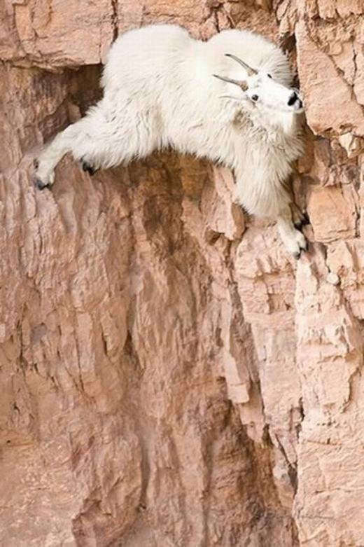 
Những con dê núi Bắc Mỹ có khả năng leo trèo ở những vách núi cheo leo, hiểm trở không thua kém gấu hay khỉ. Chúng sống ở độ cao lên tới 4.000 mét so với mặt nước biển. (Ảnh: Internet)