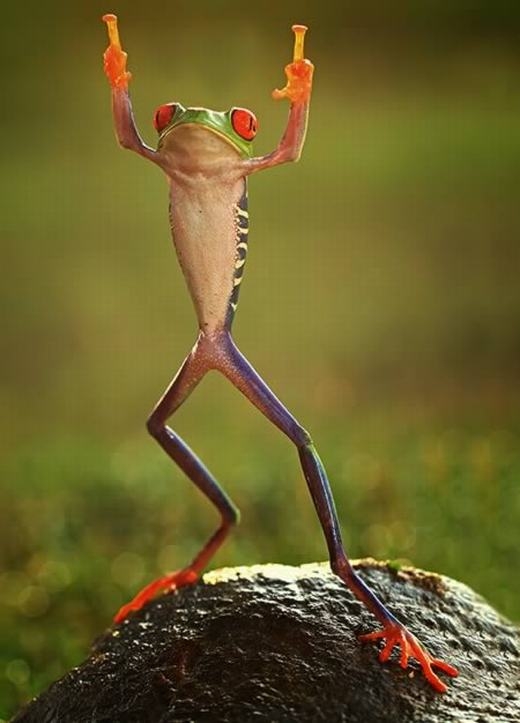 
“Khoảnh khắc nghệ sĩ” của một chú ếch. Ảnh được chụp bởi nhiếp ảnh gia Shikhei Goh tại Indonesia.