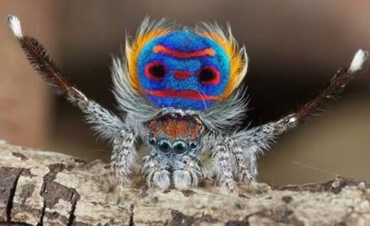 
Một chú nhện đầy màu sắc mang tên Peacock (hay còn gọi là nhện công) được tìm thấy tại Úc. Màu sắc trên lưng của nó có công dụng thu hút bạn tình. (Ảnh: Internet)