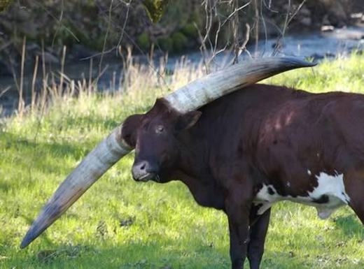 
Ankole-Watusi là một giống bò có nguồn gốc châu Phi. Đặc trưng của nó là cặp sừng lớn, chiều dài có thể lên tới 2,4 m và được dùng để tự vệ. Chú bò này nặng từ 410 - 730kg. (Ảnh: Internet)