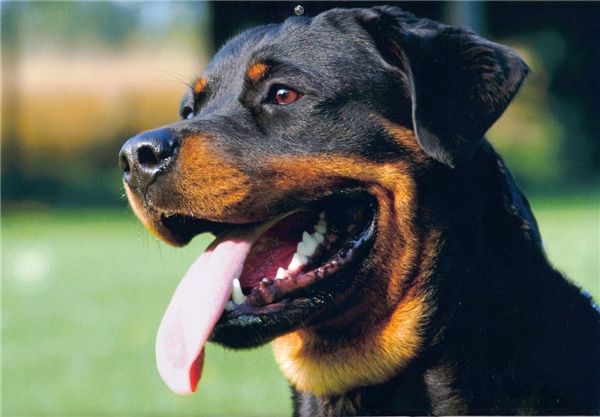 
Rottweiler có giá tầm 7.000 USD (khoảng 155 triệu đồng). (Nguồn: Internet)