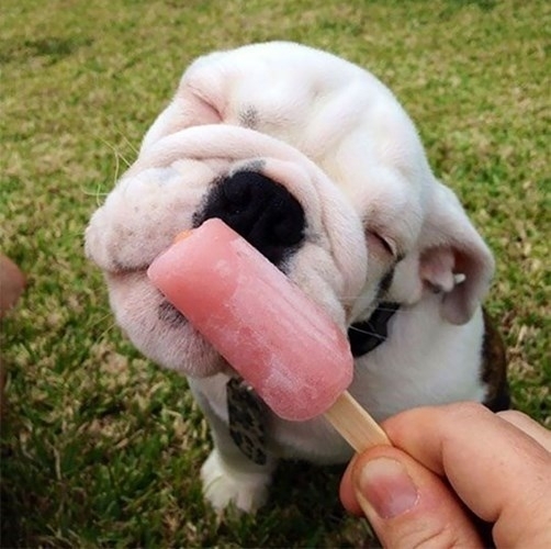 
Biểu cảm không thể nhăn nheo hơn khi chó ta nếm mùi kem lạnh. (Ảnh: Internet)