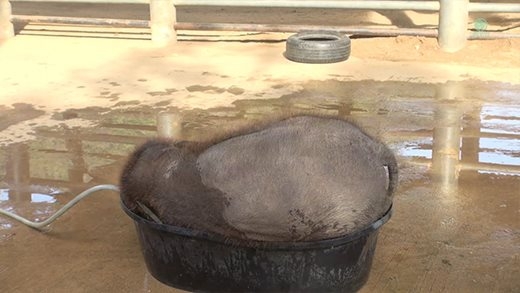 Cư dân mạng thích thú với chú voi con tắm bồn