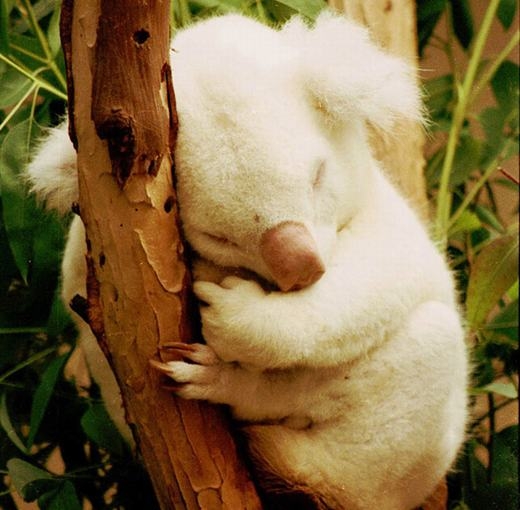 
Onya-Birri - chú koala bị bạch tạng duy nhất được phát hiện từ trước đến nay. Onya-Birri hiện đang được nuôi dưỡng tại vườn thú San Diego. (Ảnh: Oddee)