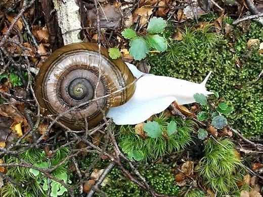 
Một con ốc sên khổng lồ bị bạch tạng cực hiếm được phát hiện tại New Zealand. (Ảnh: Oddee)