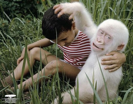 
Đây là chú khỉ đột bạch tạng duy nhất được phát hiện. Ra đời do giao phối cận huyết, chú sống tại vườn thú Barcelona trong 40 năm cho đến khi qua đời năm 2003 vì bệnh ung thư da. (Ảnh: Oddee)
