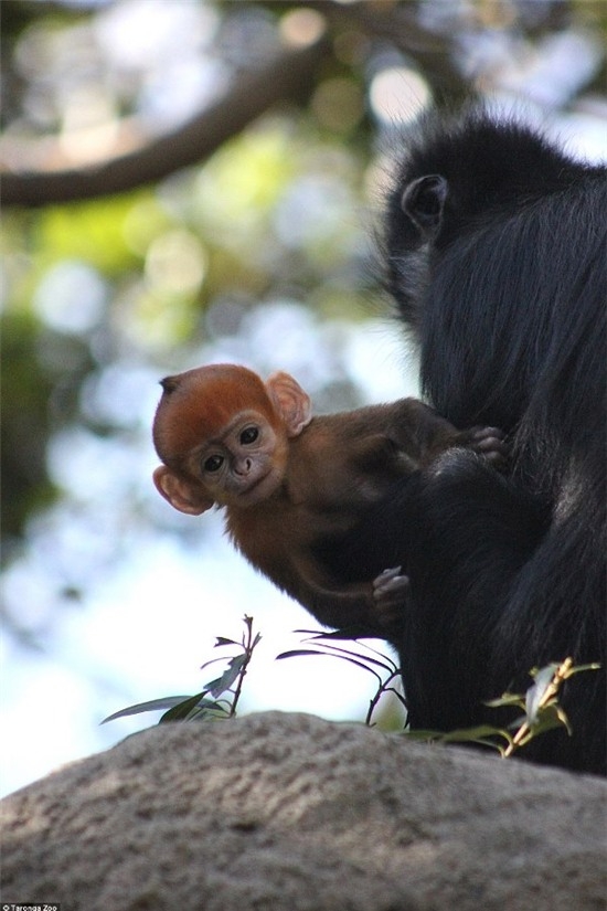 
Tangora là sở thú duy nhất tại Úc bảo tồn loài khỉ Francois Leaf Monkey này. 