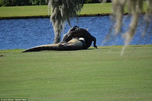 Fire in front of two giant crocodiles "dating" to wrestle on the golf course