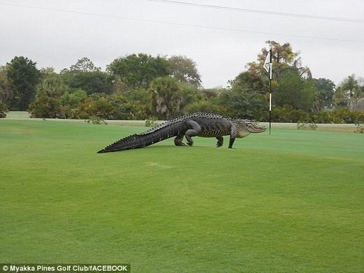 
Con cá sấu bò lên sân golf hồi đầu năm. (Ảnh: Internet)