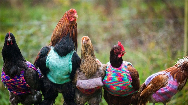 
Dù vậy, Jan Brown cũng chưa phải là người duy nhất thể hiện tình yêu của mình dành cho động vật bằng cách đan len. Hai mẹ con cô Nicola Congdon và Ann đến từ nước Anh đã đón nhận những con gà đã già về nuôi tại nhà mình và đan áo len cho chúng. Hiện trại gà tại gia của họ có đến 60 con gà mái, một nửa trong số đó không còn đẻ trứng được nữa. (Ảnh: Internet)