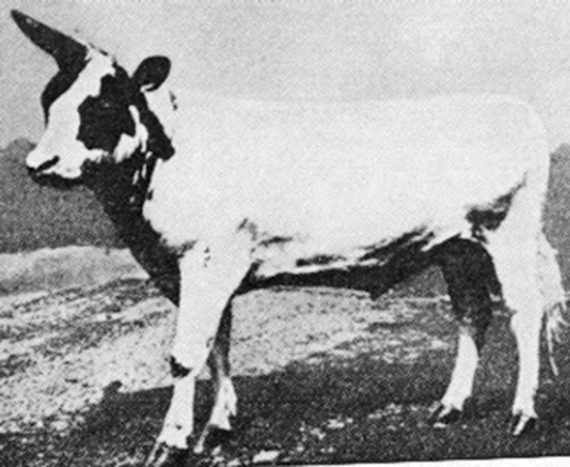 
Hình ảnh chú bò một sừng được tiến sĩ W.F. Dove lai tạo vào năm 1930. (Ảnh: Internet)