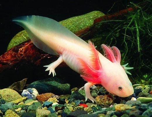 
Thân dài, đuôi nhọn, chiếc đầu gần giống với thần rồng của loài cá Proteus. (Ảnh: Internet)