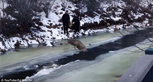 
Hình ảnh được cắt ra từ đoạn clip giải cứu chú tuần lộc ở Colorado. (Ảnh: Daily Mail)
