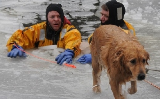 
Những người lính cứu hỏa đã mang đến phép màu cho chú chó may mắn này. (Ảnh: Internet)