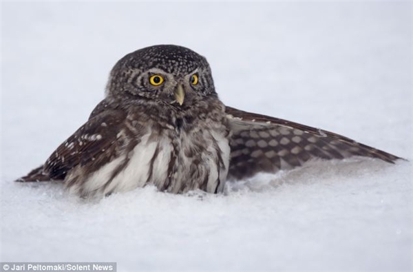 
Tuy không gặp tai nạn nghiêm trọng như những trường hợp động vật trên nhưng tuyết cũng là một trở ngại cho việc săn mồi vào mùa đông của cú Pygmy. (Ảnh: Internet)