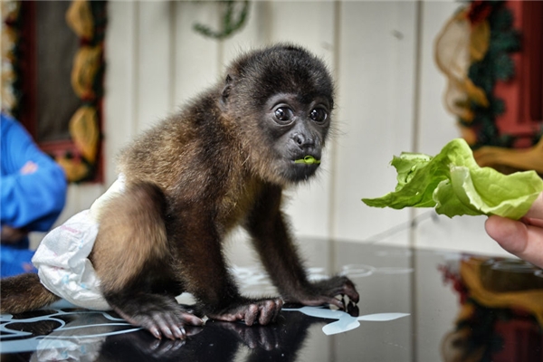
Giống khỉ Nam Mĩ sẽ được khỉ mẹ chăm sóc cho đến khi tròn 6 tháng tuổi. (Ảnh: Bored Panda)