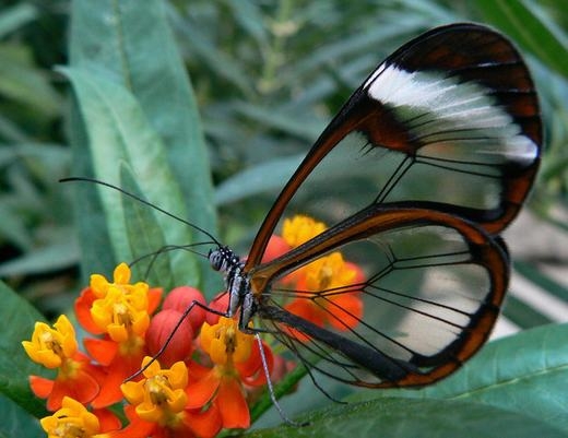 
Một chú bướm với đôi cánh trong suốt lạ mắt. Dù bướm có hàng trăm ngàn loài khác nhau nhưng rất ít con có đôi cánh dạng này. (Ảnh: Internet)