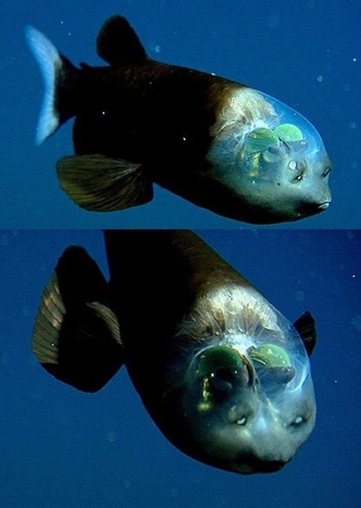 
Cá mắt trống, hay còn gọi là cá ma quỷ (Barreleye), đặc trưng với phần đầu trong suốt, có thể thấy được bên trong. (Ảnh: Internet)