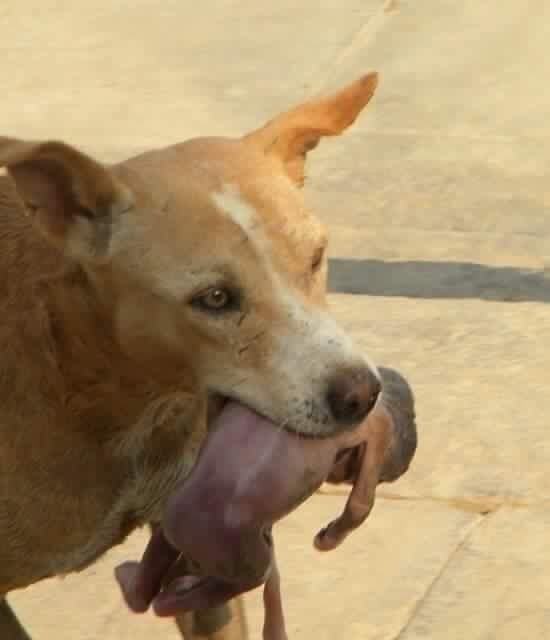 
Vừa qua, hình ảnh chú chó ngậm một đứa trẻ còn đỏ hỏn bị vứt ở ven đường đến phòng khám địa phương tại Sao Paulo, Brazil đã khiến nhiều người vừa bàng hoàng vừa xúc động. (Ảnh: Internet)