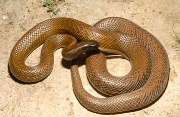 Kinh hãi loài rắn lấy mạng cả trăm người chỉ với một giọt nọc độc
