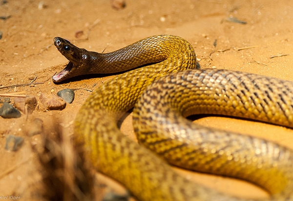 
Tuy có nọc độc "không có đối thủ" nhưng rắn Taipan nội địa lại rất nhát và thường chạy trốn khi có sự cố. (Ảnh: Internet)
