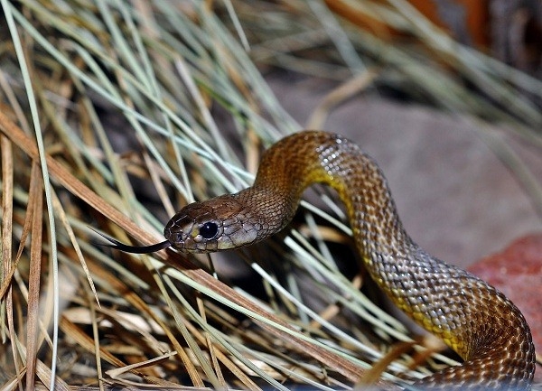 Kinh hãi loài rắn lấy mạng cả trăm người chỉ với một giọt nọc độc
