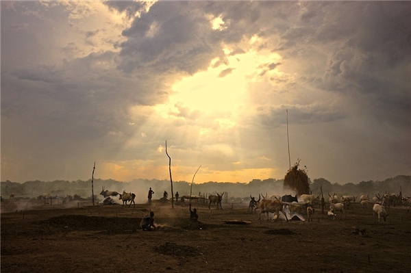 
Nếu như lạc đà là phương tiện vận chuyển, thì bò là động vật giúp người dân sản xuất nông nghiệp và dùng làm thực phẩm. Hình ảnh trên là Mundari – một tộc người đã thuần hóa bò rừng châu Phi cách đây hàng ngàn năm.