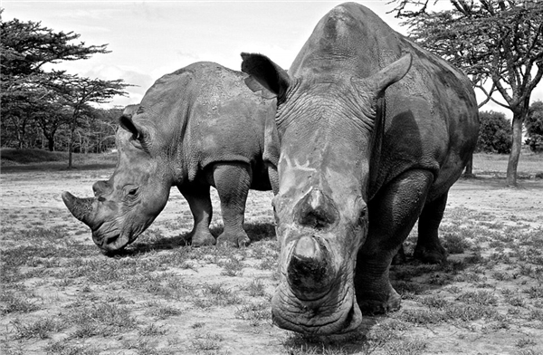 
Thế giới hiện còn 3 con tê giác trắng miền bắc và không thể sinh sản được dù các nhà khoa học đã tìm nhiều cách. Chúng đang sống tại một vườn quốc gia có sông Nile chảy qua.