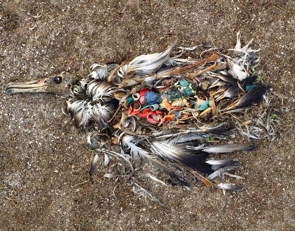
Hình ảnh chim biển nuốt phải rác thải nhựa gây chấn động thời gian qua. (Ảnh: Internet)