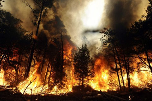 
Cháy rừng... là những hậu quả nặng nề do El Niño ​gây ra. (Ảnh: Internet)