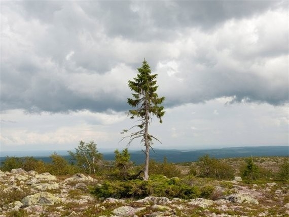 
Với chiều cao chỉ khoảng 4,8 m, cây Old Tjikko khá nhỏ bé so với những họ hàng 25 m của mình ở núi Fulufjället, Thụy Điển. Tuy nhiên, cây tùng bách tuyệt vời này được công nhận là cây vô tính đơn thân cổ xưa nhất thế giới. Ảnh: Huffington Post.