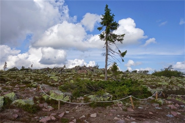 
Do thời tiết khắc nghiệt trên núi, Tjikko tồn tại dưới dạng cây bụi và mới chỉ đạt chiều cao hiện tại trong thế kỷ qua. Du khách có thể đăng ký các tour tới thăm nơi này. Ảnh: Hans-orjan/Blogspot.