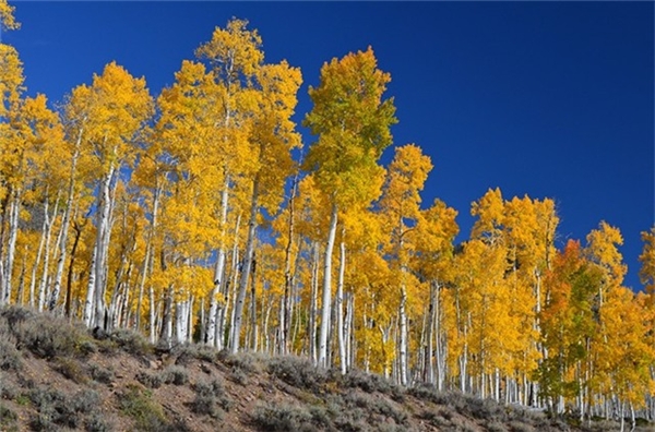 
Hay Pando - khu rừng ở Utah (Mỹ) mọc từ một cây duy nhất, ước tính khoảng 80.000-100.000 năm tuổi. Ảnh: Cafe-sciences.