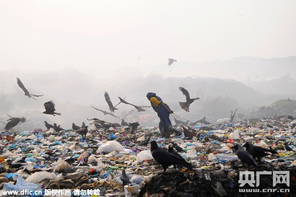 
Người dân nghèo trên bãi rác cùng đàn quạ đen xung quanh. (Ảnh: Internet)
