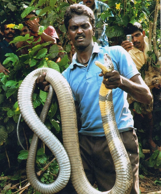Kinh hoàng người đàn ông dùng tay không bắt hơn 42.000 con rắn