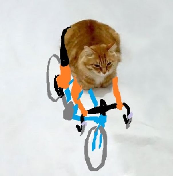 
Cua-rơ mèo đang đua xe đạp.