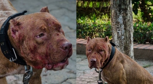 
Hình ảnh đáng thương của chú chó sau khi tham gia cuộc chọi chó. Ảnh: Internet